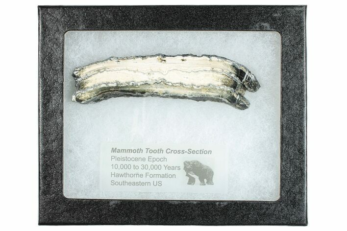 Mammoth Molar Slice With Case - South Carolina #291076
